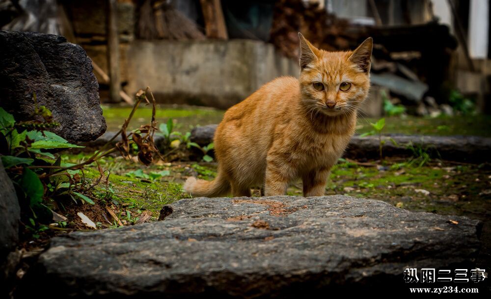 猫2.jpg