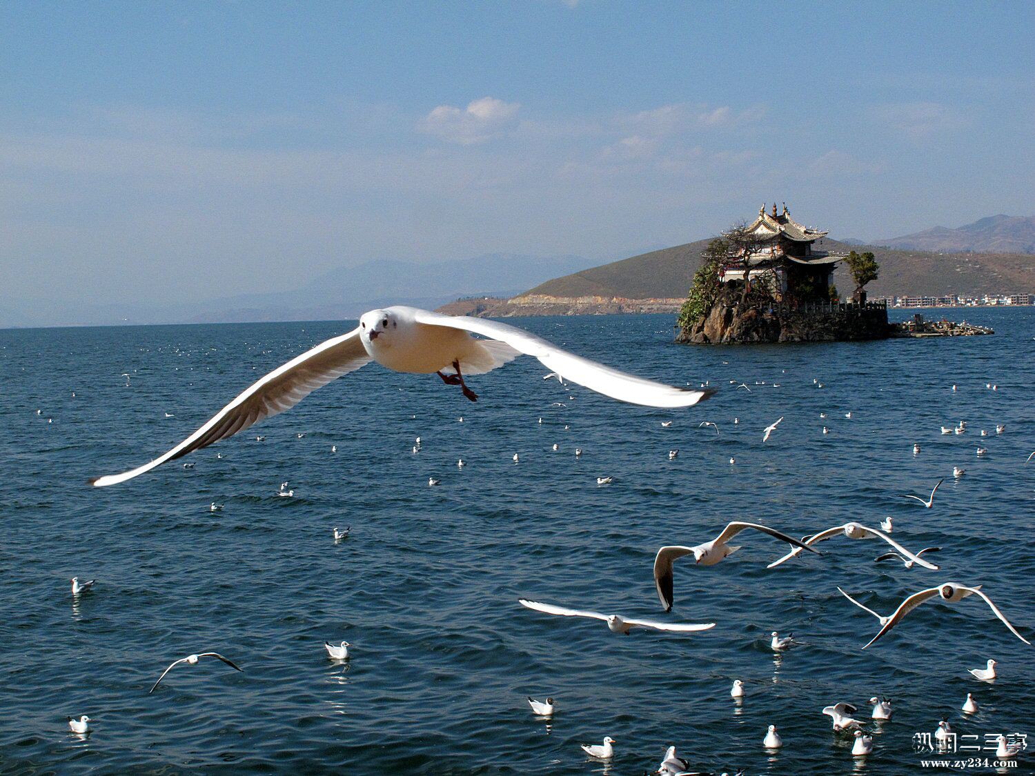 海鸥1.jpg