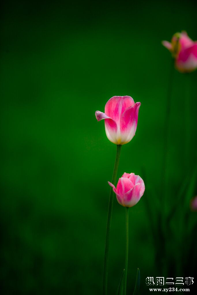 花6.jpg