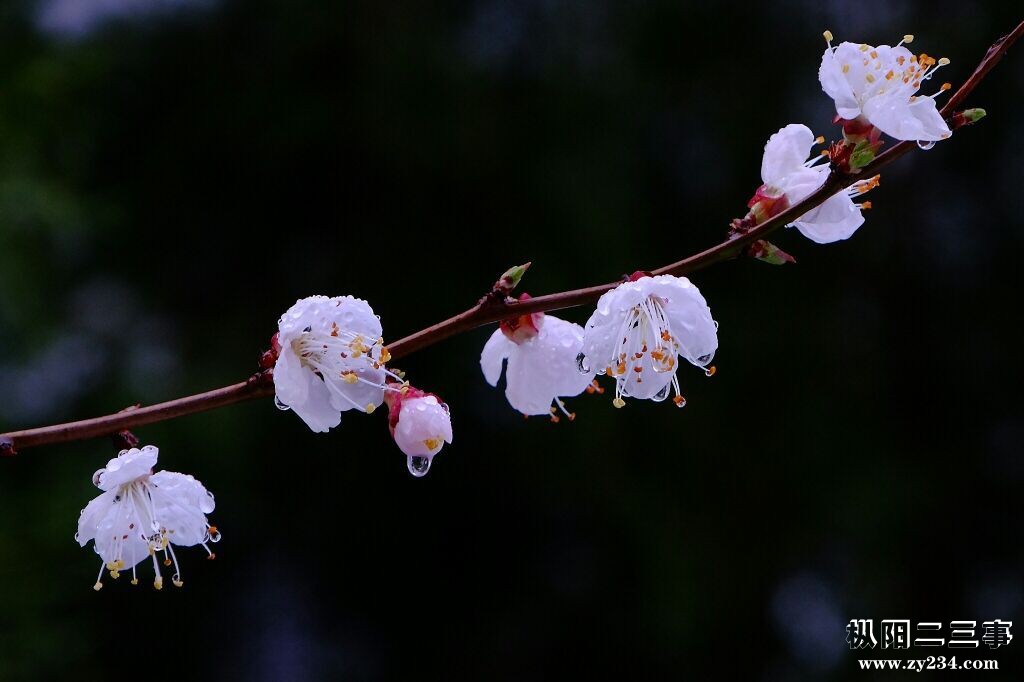 花5.jpg