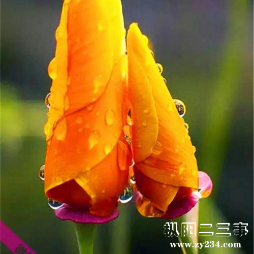 mmexport1676032585149.png