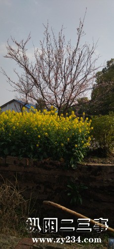 IMG_20230312_161133.jpg