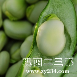 蚕豆