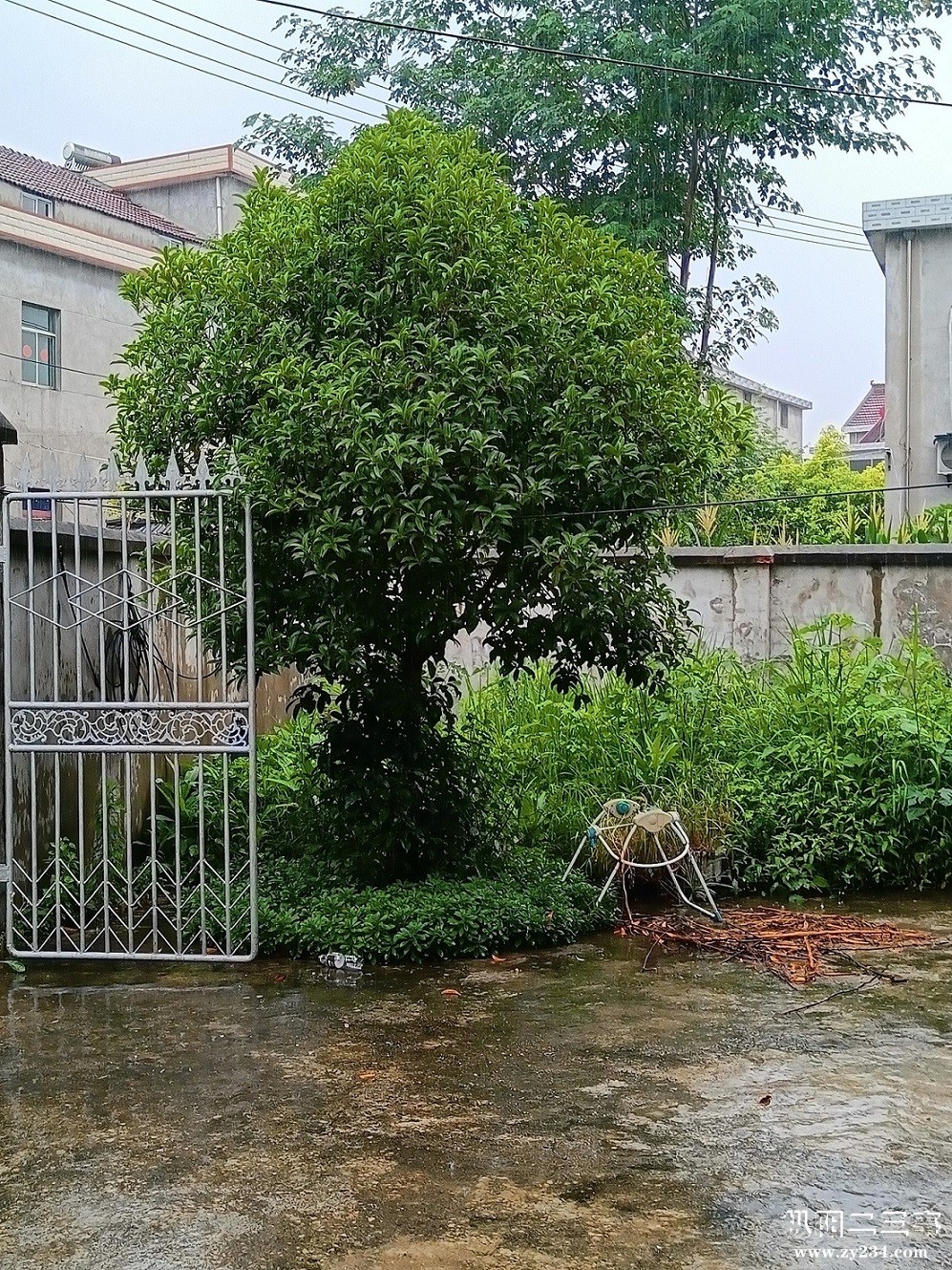 桂花树