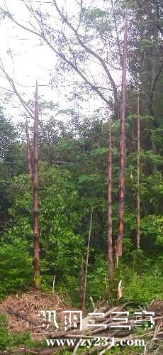 IMG_20240418_180331.jpg