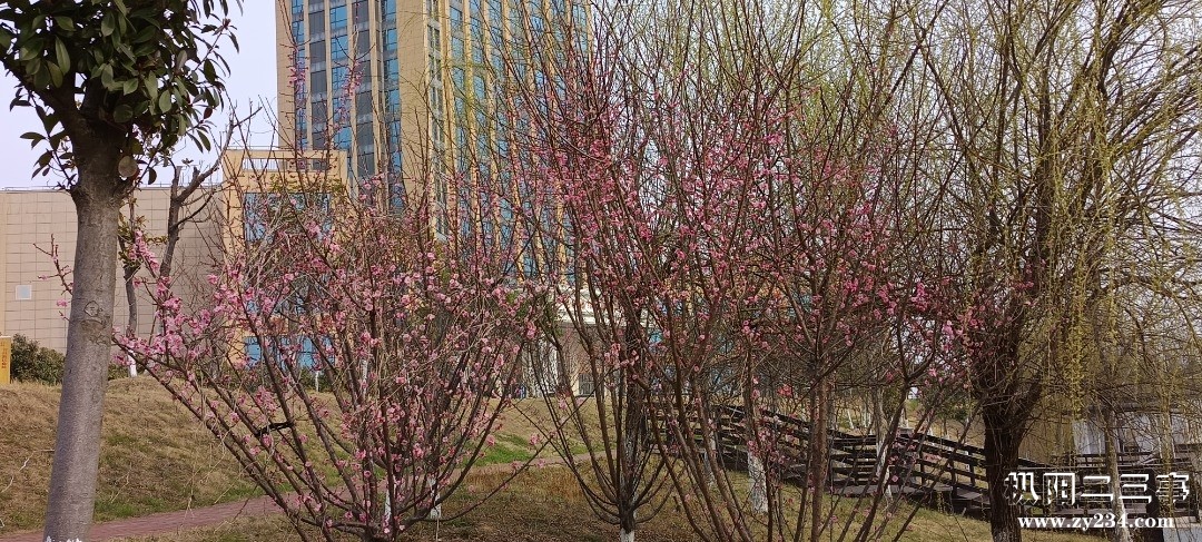 IMG_20250307_091256.jpg