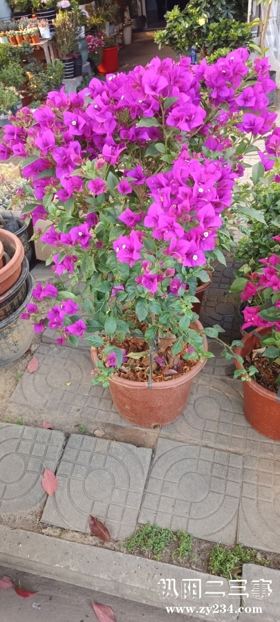 IMG_20250409_071024.jpg