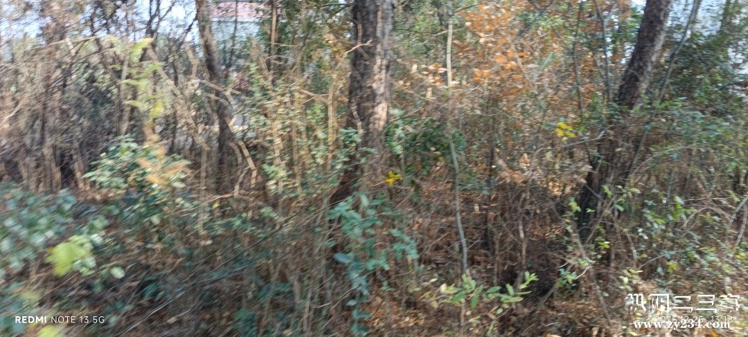 IMG_20251225_131834.jpg