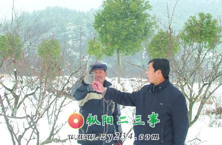 2月10日，枞阳县周潭镇大山村民兵营长章大毛正在指导村民修剪被冰雪冻坏的果树枝。新春伊始，雪住天晴后，