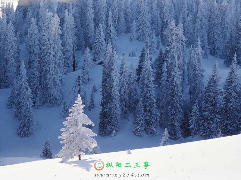雪松.jpg