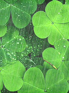 雨.gif