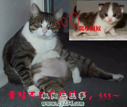不回容易胖.jpg