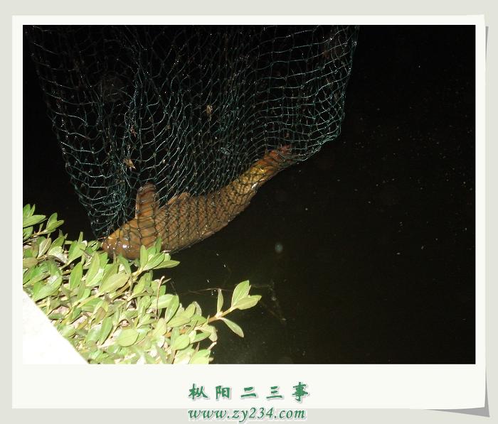 电到的一条大理鱼