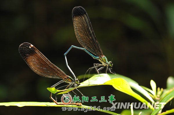 xin_032090625193470322927182.jpg