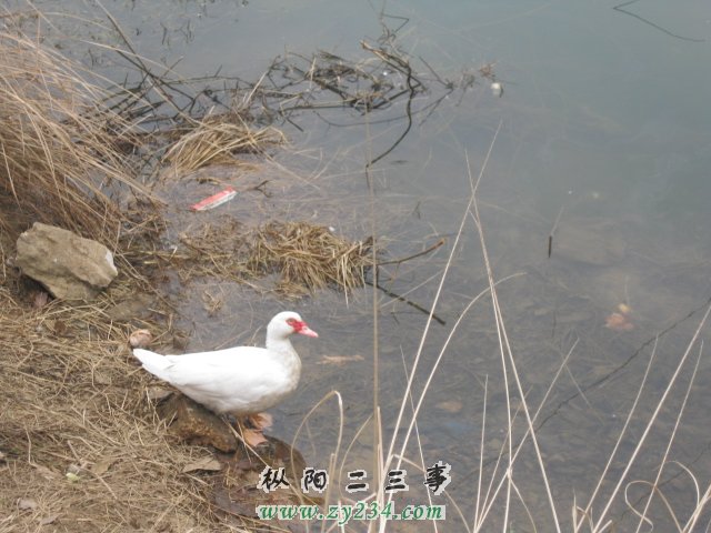 让人怜惜
