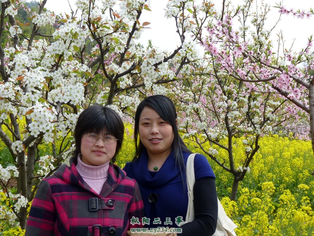 左“厌子”，右“胡杨”