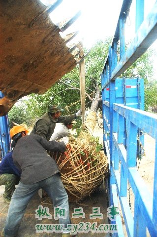 2010031808565985.jpg