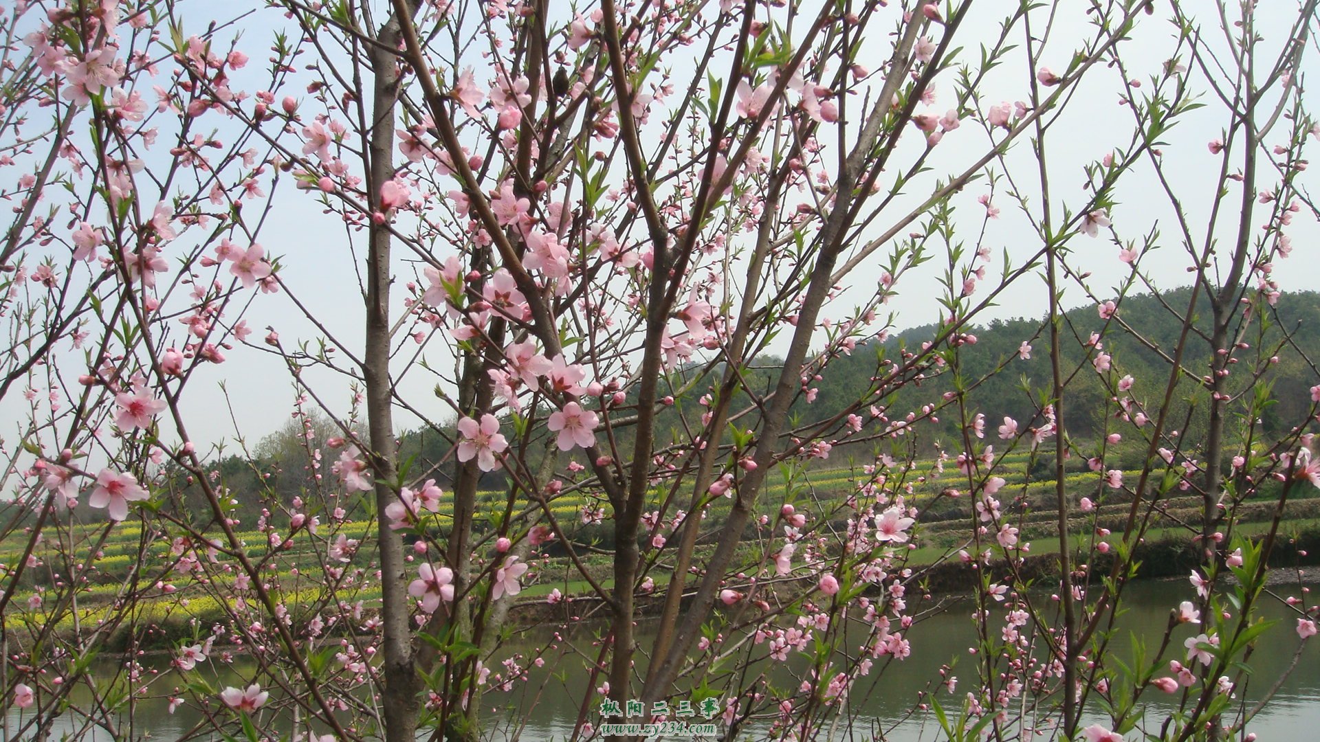 枞阳桃花