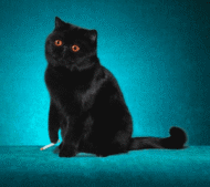 未命名.gif