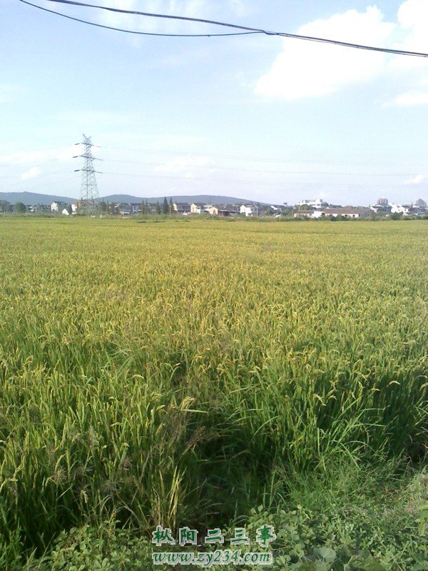 IMG0924155500.jpg