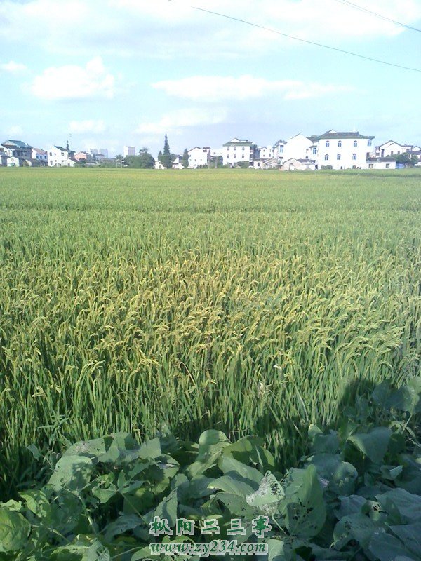 IMG0924155600.jpg