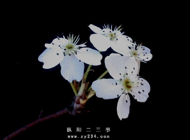 5ecb82d7cfe3025e3f4ae05c9f781907[1].jpg