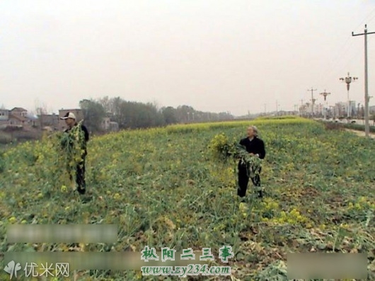 油菜.jpg