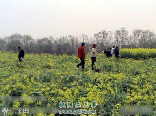 油菜1.jpg