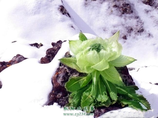雪莲.jpg