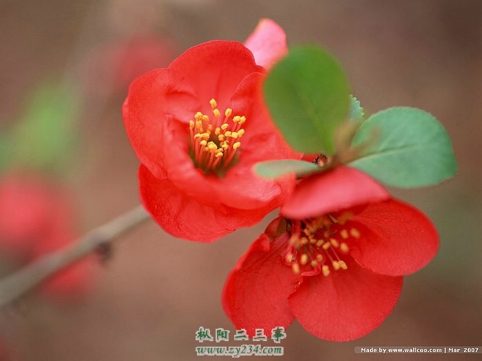 [wallcoo]_spring_EA55122.jpg