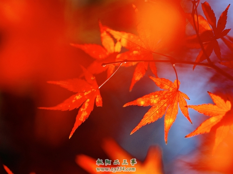 Fall_Secenry_Autumn_Leaves_162432.jpg