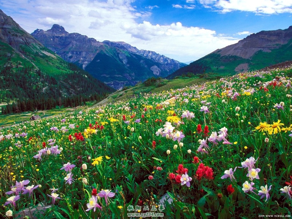 山花烂漫.jpg