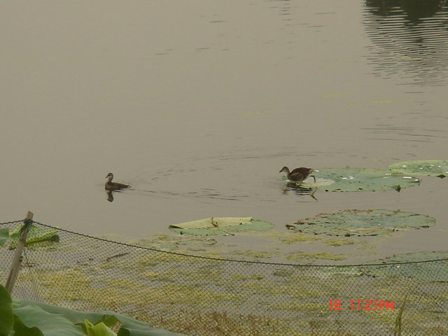 DSC06222.JPG