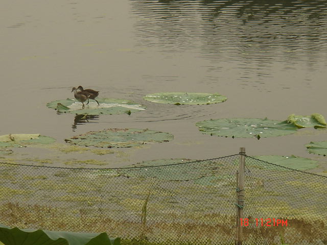 DSC06218.JPG