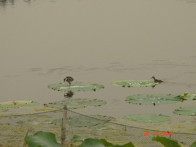 DSC06212.JPG