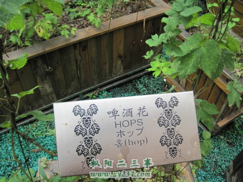 啤酒花_1.jpg