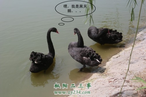 CIMG0466_conew2.jpg