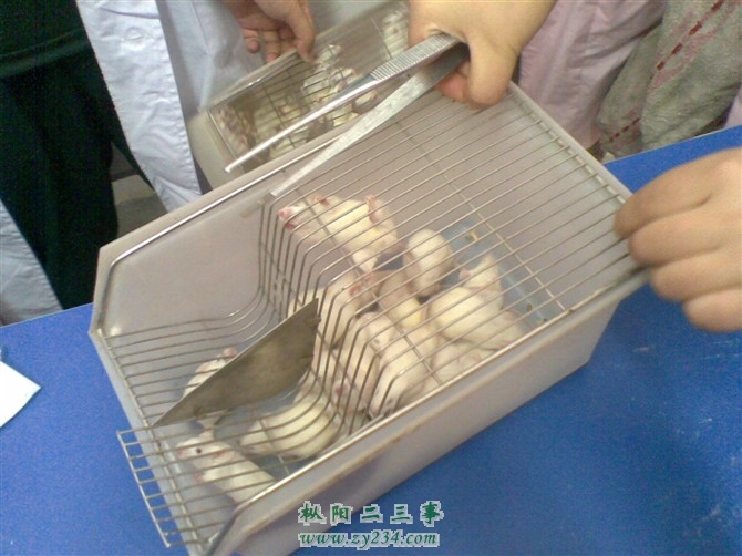老鼠.jpg