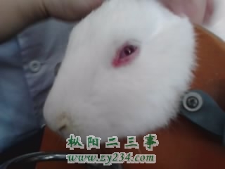 兔子.jpg