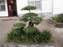 P4210051_副本.jpg