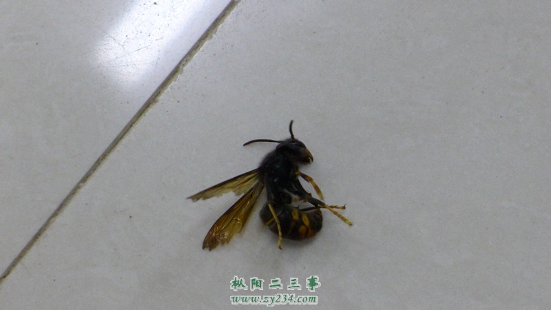 请输入描述