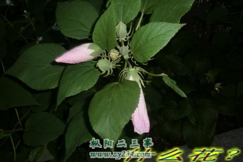CIMG0681_conew1.jpg