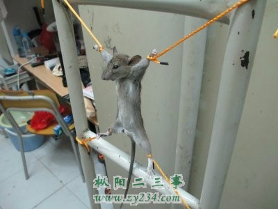 老鼠.jpg