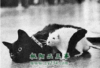 我有了钱，宠物想要谁就是谁