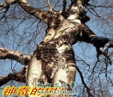 2000_conew1.jpg
