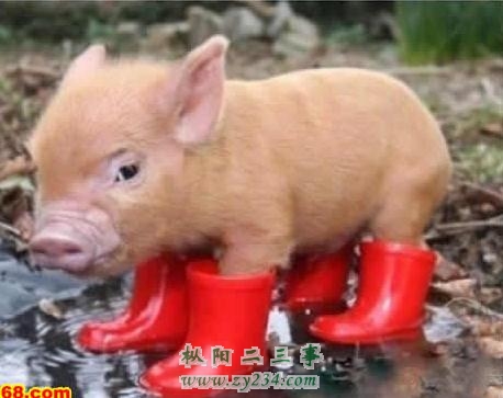 pig.jpg