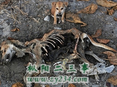请输入描述