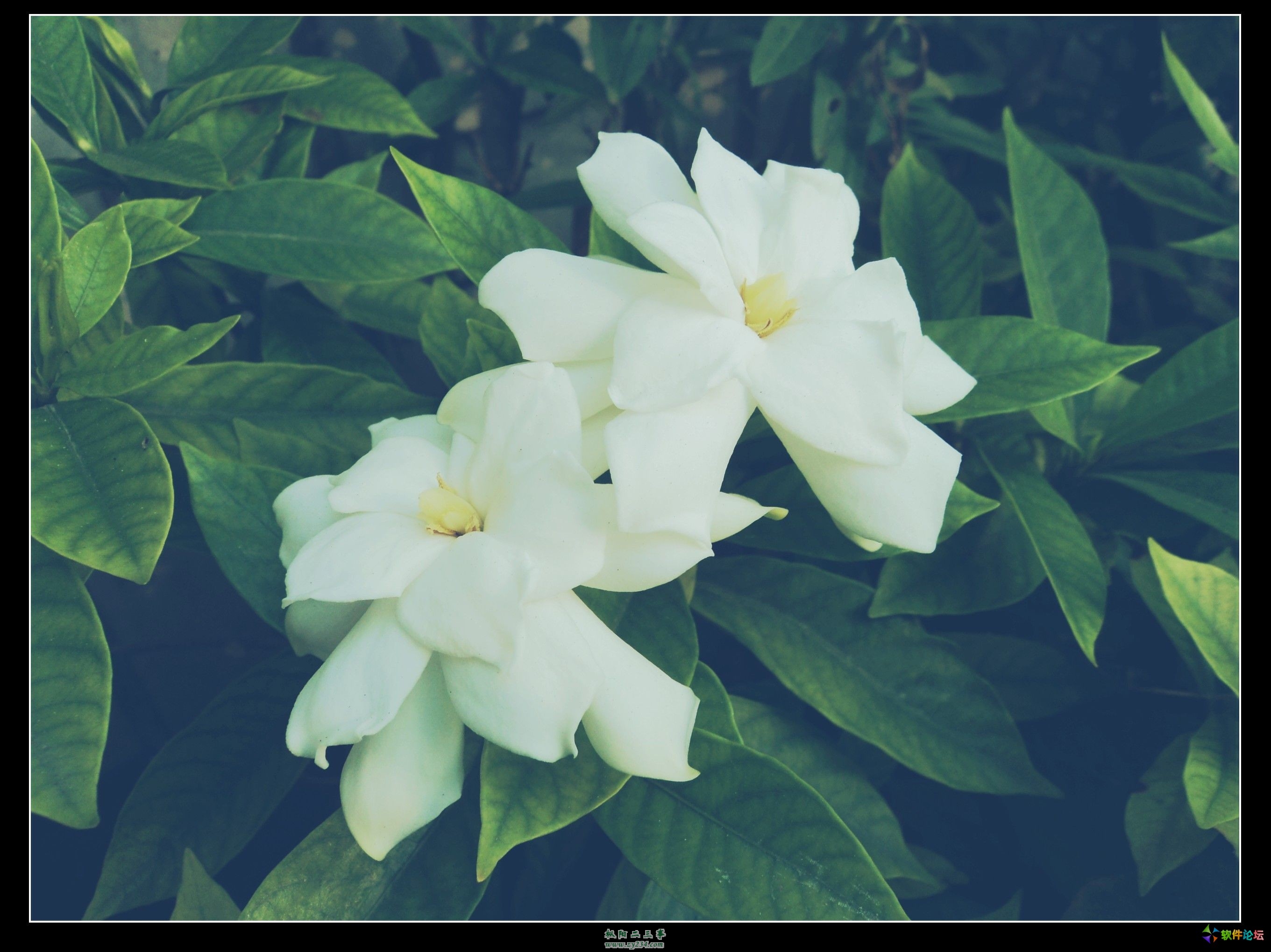 双生花.jpg