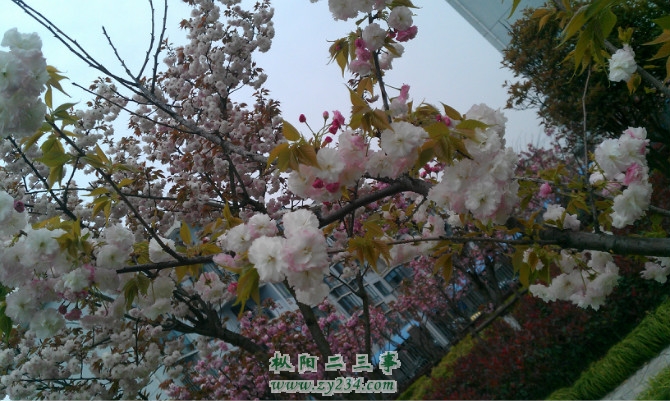 浪漫樱花