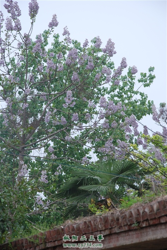 psb-4.jpg